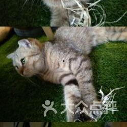 娱乐吃瓜酱猫咖,猫咪与娱乐的完美融合