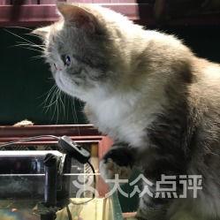 娱乐吃瓜酱猫咖,猫咪与娱乐的完美融合