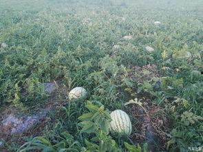 吃瓜论坛有哪些,热门话题与网友热议一览